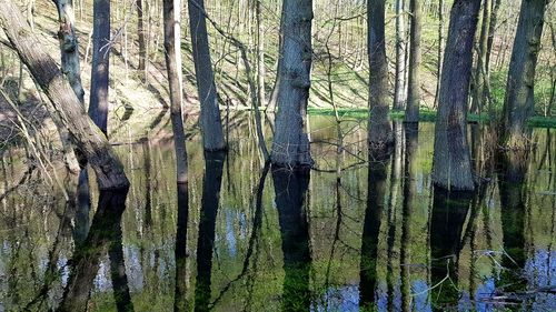 Scenic view of lake in forest