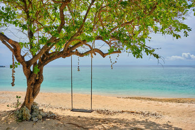 Tree by sea against sky