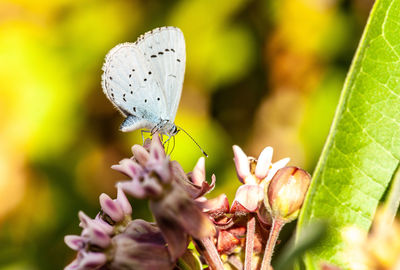 Close-up of butterfly pollinating on flower