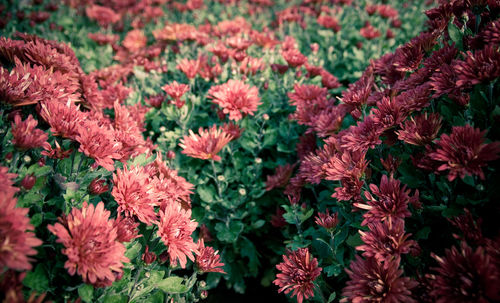 High angle view of pink flowering plants