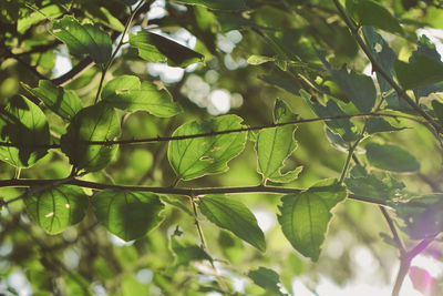 Close-up of green leaves on tree