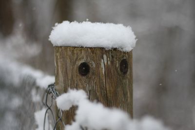Close-up of snow on wood