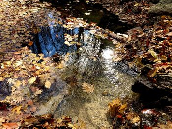 High angle view of autumn leaves on rock in forest