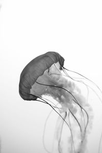 Close-up of hand against white background