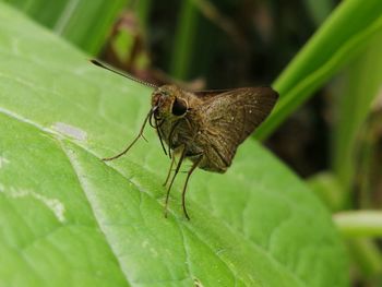 Close-up of insect on leaf