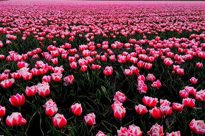 Red tulips in field