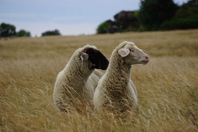 Two sheep looking away on field