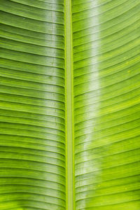 Full frame shot of palm leaves