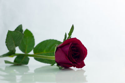 Close-up of rose against white background