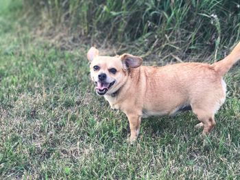 Dog on grass