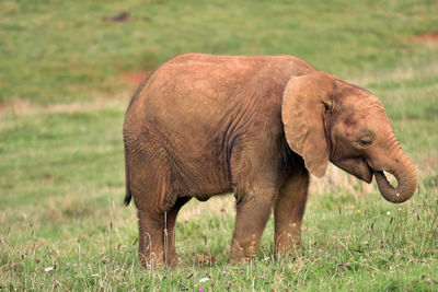 Elephant standing in a field