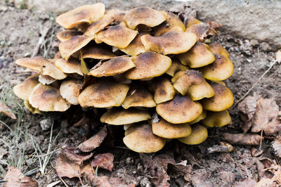 Close-up of mushrooms growing on field