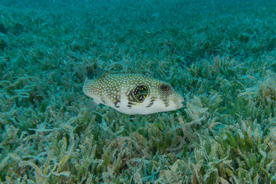 Close-up of fish swimming in sea