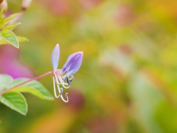 Close-up of insect on flower blooming outdoors