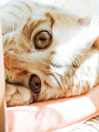 Close-up of cat lying on bed at home