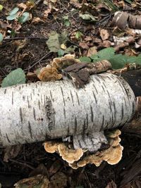 High angle view of lizard on wood in forest