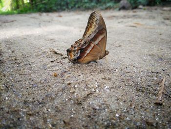 Close-up of butterfly on rock