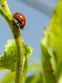 Close-up of ladybug on plant