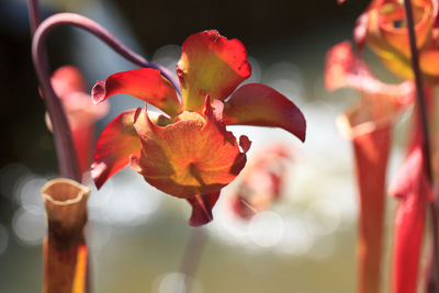 Close-up of red flowers