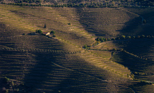 The beautiful endless lines of douro valley vineyards, in sao joao da pesqueira.