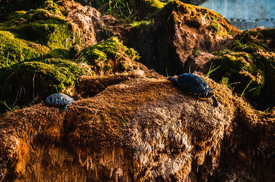 Panoramic shot of rocks by trees