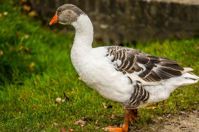 Close-up of duck on field