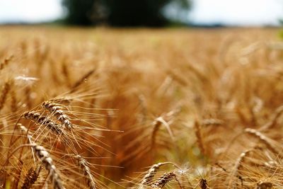 Close-up of wheat growing on field