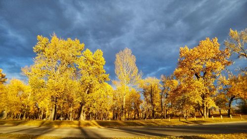 Trees on road against sky during autumn