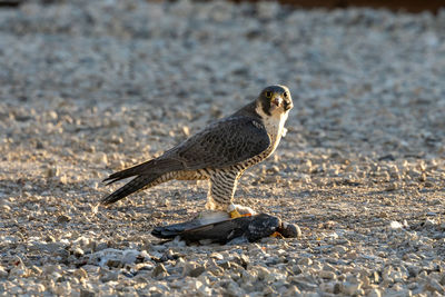 Close-up of peregrine falcon eating it prey