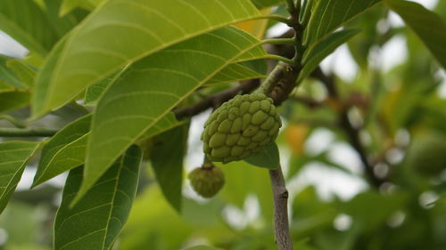 Close-up of fruit growing on tree