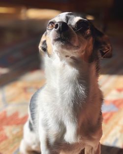 Close-up of dog looking away at home