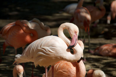 Close-up of swan on lake