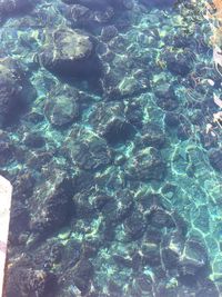 Full frame shot of jellyfish swimming in sea