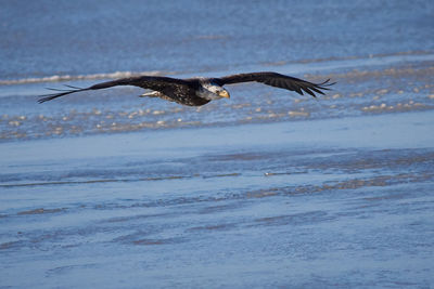 Seagull flying over sea