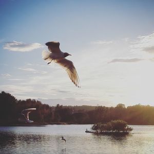 Seagulls flying over river against sky