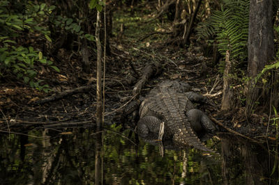 Close-up of crocodile in forest