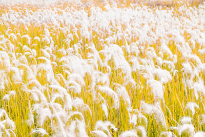 Full frame shot of crops on field