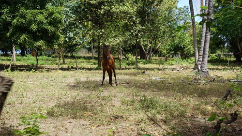 View of a horse on field