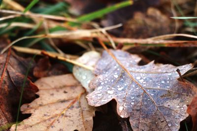 Close-up of dried leaves on field