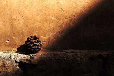 Close-up of rock at night