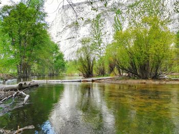 Reflection of trees in river