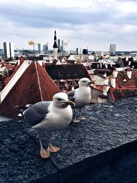 Seagull perching on roof against buildings in city
