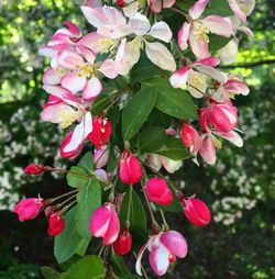 Close-up of pink flowers blooming on tree