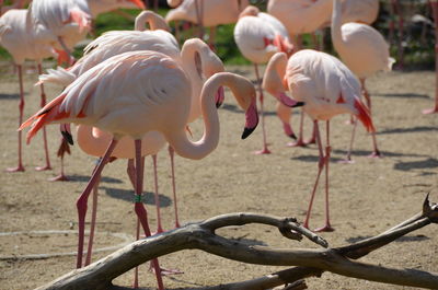 View of birds on land