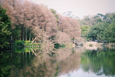 Scenic view of calm lake in forest