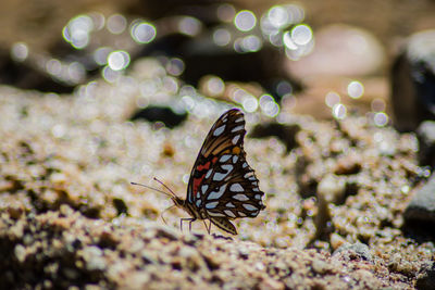 Close-up of butterfly on flower