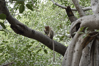 Monkey sitting in a forest