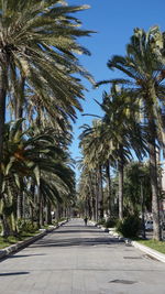 Road amidst palm trees against clear sky
