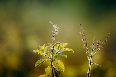 Close-up of flowering plant