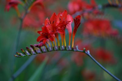 Close-up of red flower blooming outdoors